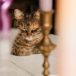 Foto van de kat van Sandra Kort van Kortom Kleur